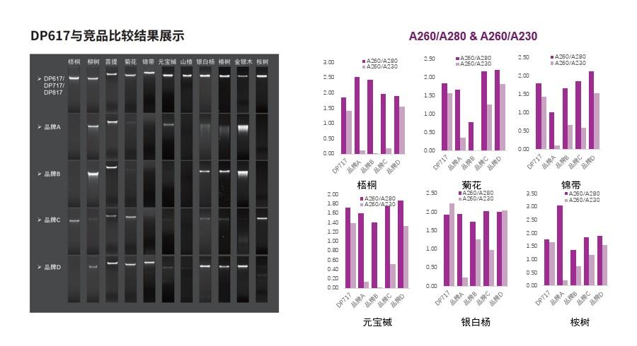 DP617提取不同多糖多酚类植物样本电泳图